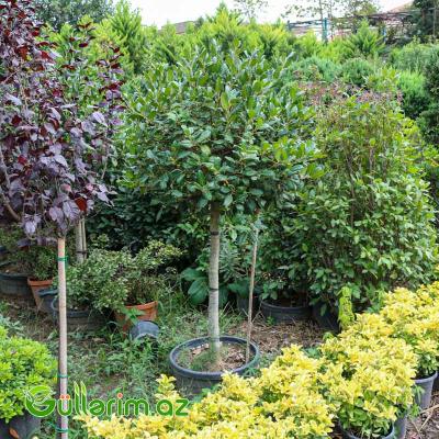 Dəfnə ağacı (Laurus nobilis)