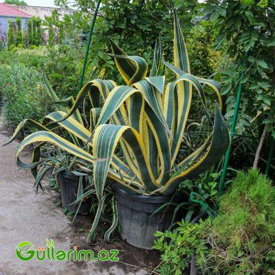 Amerika aqavası (Agave americana)