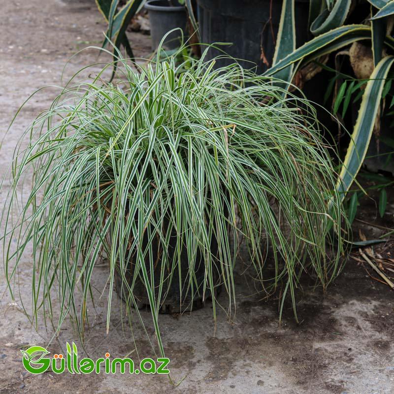 Zolaqlı Carex (Carex morrowii ‘Variegata’)