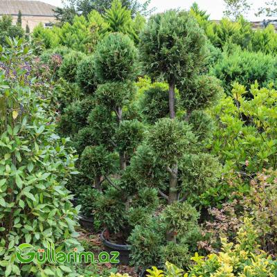 Tuya topiar (Thuja occidentalis)