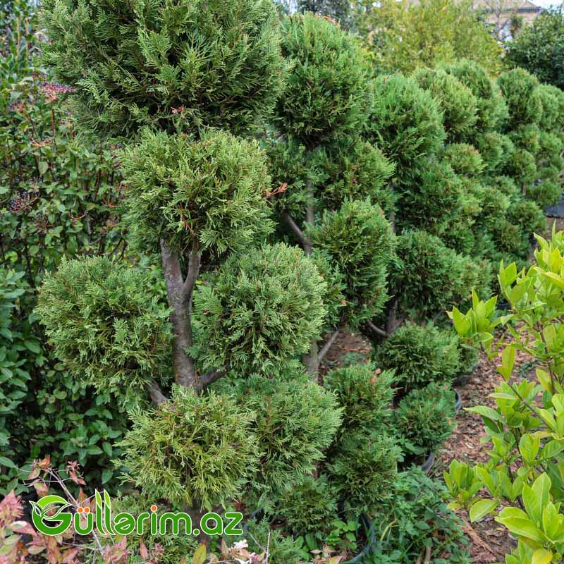 Tuya topiar (Thuja occidentalis)