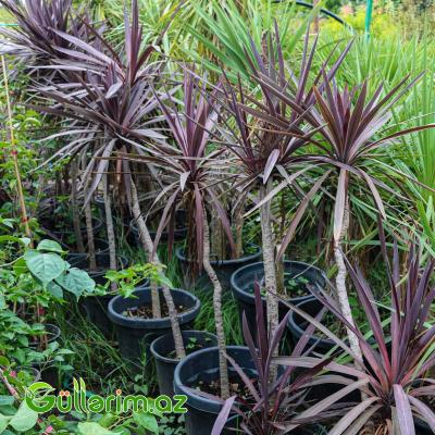 Kordilin palması (Cordyline australis – Drasena Palma)