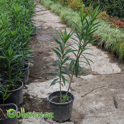 Zakkum (Nerium oleander)