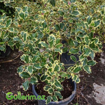 Yapon Euonimusu (Euonymus japonicus ‘Variegatus’)