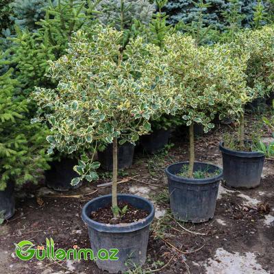 Yapon Euonimusu (Euonymus japonicus ‘Variegatus’)