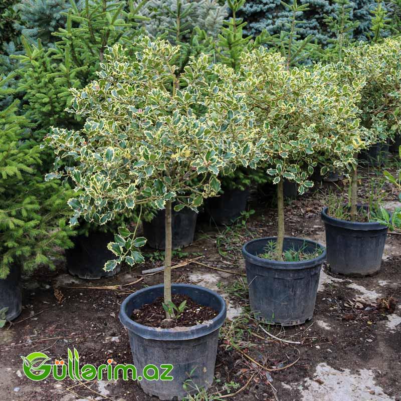 Yapon Euonimusu (Euonymus japonicus ‘Variegatus’)