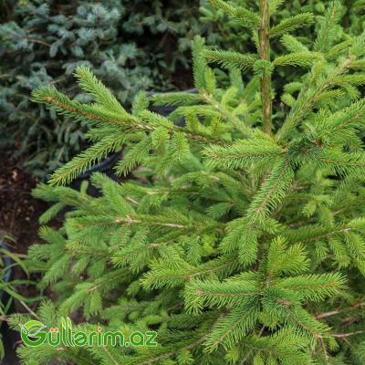 Norveç Şamı – Avropa Küknarı (Picea abies)
