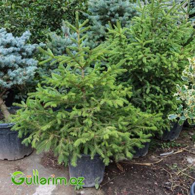 Norveç Şamı – Avropa Küknarı (Picea abies)