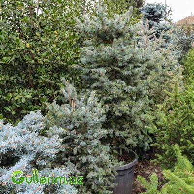 Göy şam-Göy Küknarı (Picea pungens)