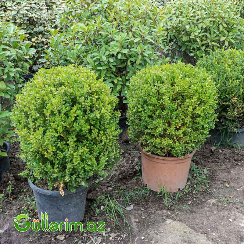 Buksus (Buxus sempervirens)