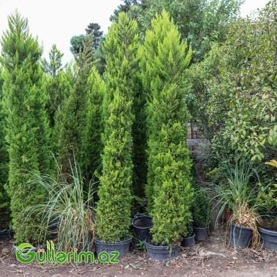 Limon Servi (Cupressus macrocarpa 'Goldcrest')