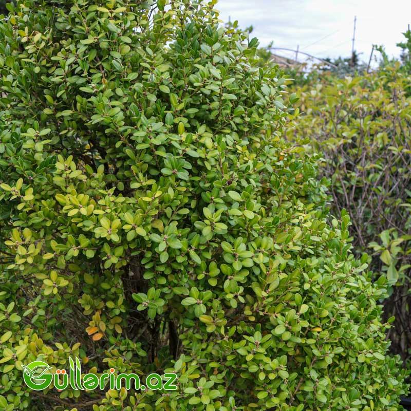 Buksus (Buxus sempervirens)
