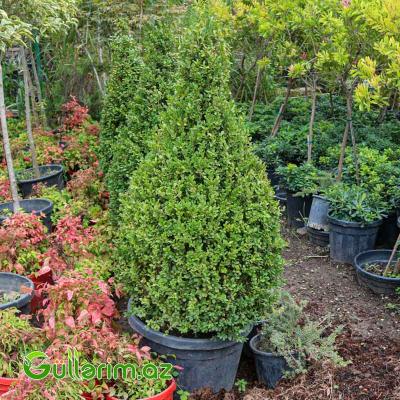 Buksus (Buxus sempervirens)