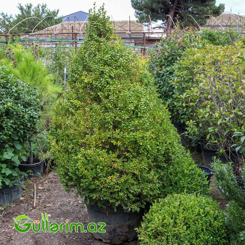 Buksus (Buxus sempervirens)