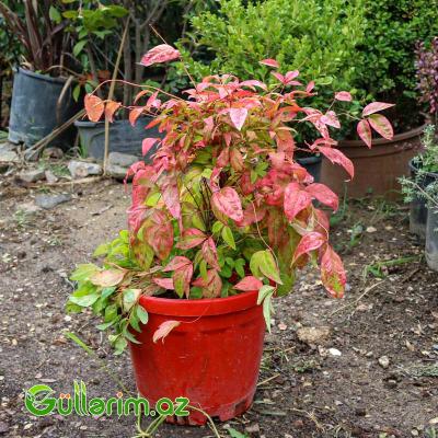Nandina domestica ( Cənnət bambuku)