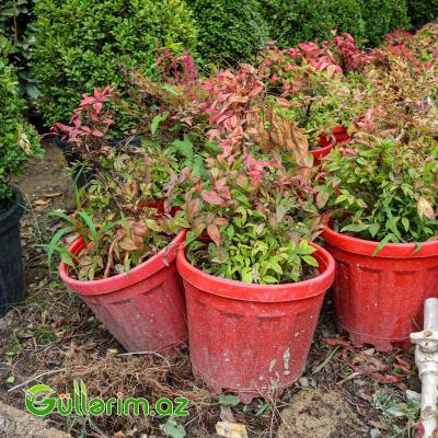 Nandina domestica ( Cənnət bambuku)