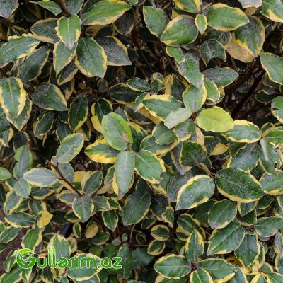 Zolaqlı Elaeagnus-Süs İydəsi (Elaeagnus pungens ‘Maculata’)