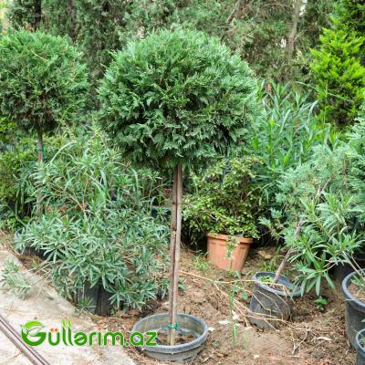 Thuja occidentalis (Qərb tuyası və ya Limon kiparis)