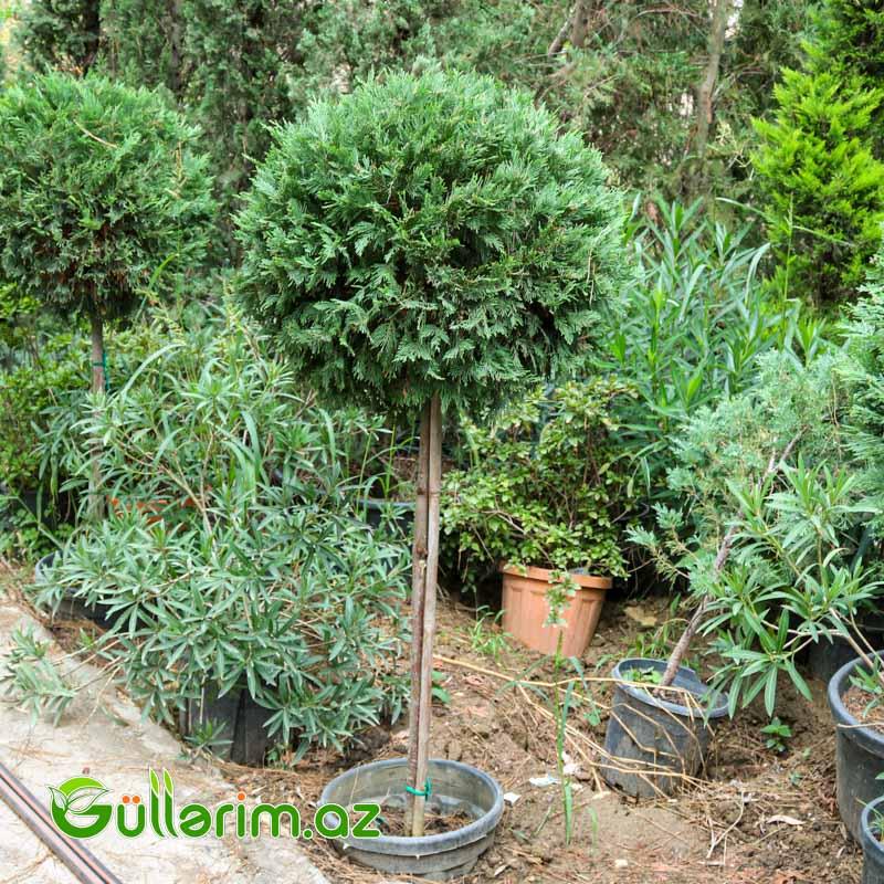 Thuja occidentalis (Qərb tuyası və ya Limon kiparis)