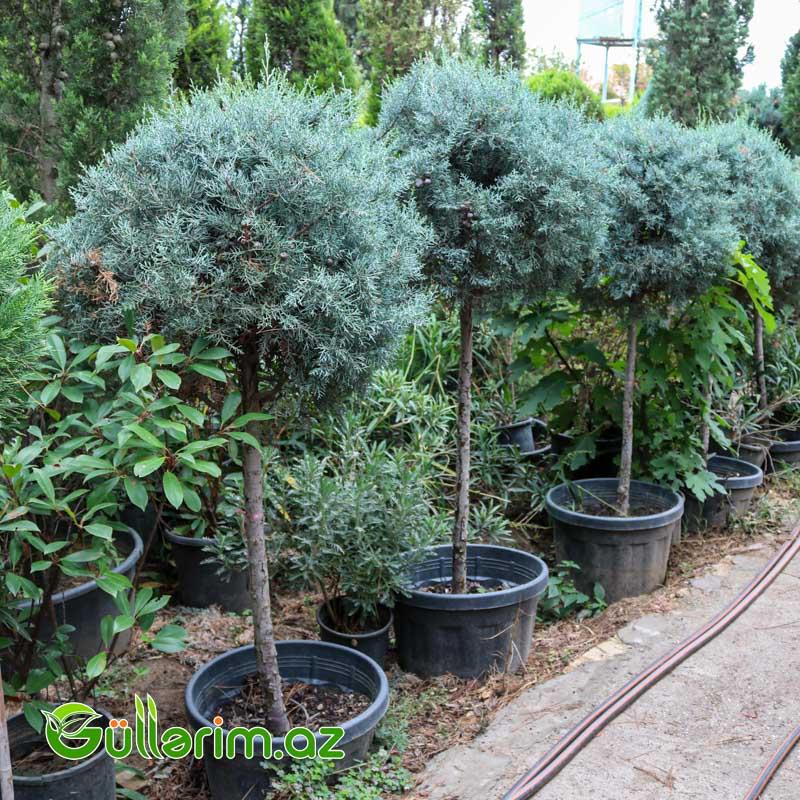 Arizona kiparis (Cupressus arizonica)