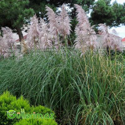 Cortaderia selloana (Pampas Otu)