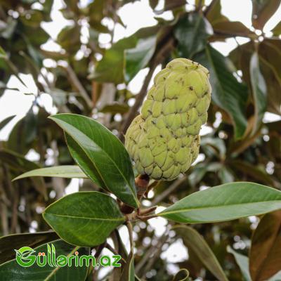 Magnolia grandiflora (Maqnoliya)
