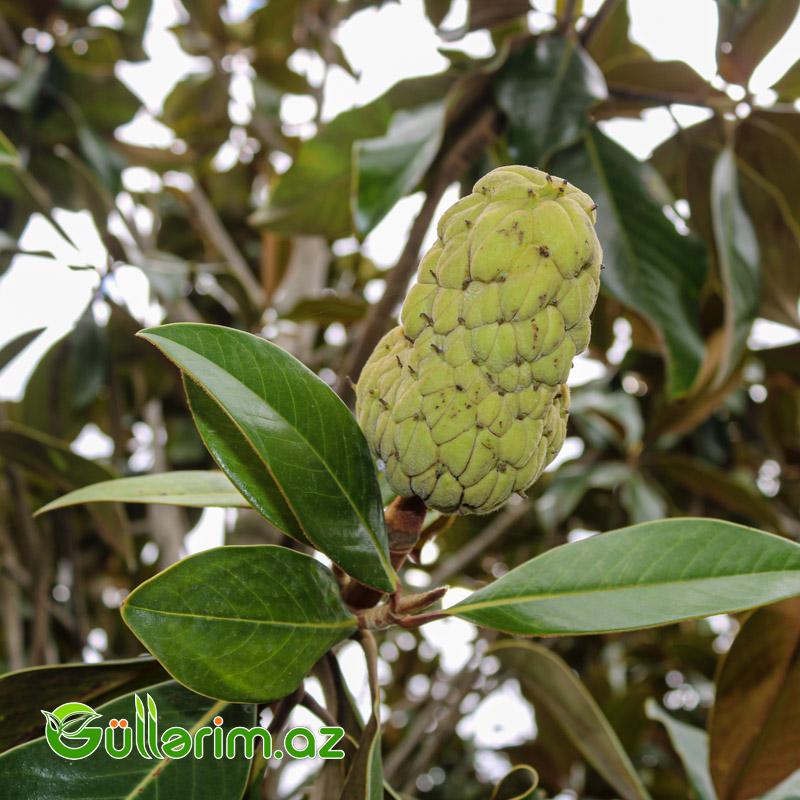 Magnolia grandiflora (Maqnoliya)