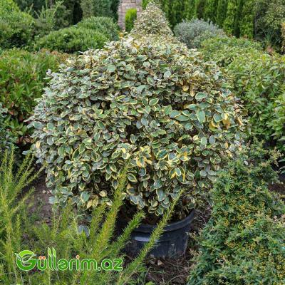 Zolaqlı Elaeagnus-Süs İydəsi (Elaeagnus pungens ‘Maculata’)