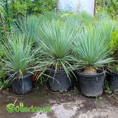 Yukka ağacı (Yucca)