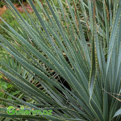 Yukka ağacı (Yucca)