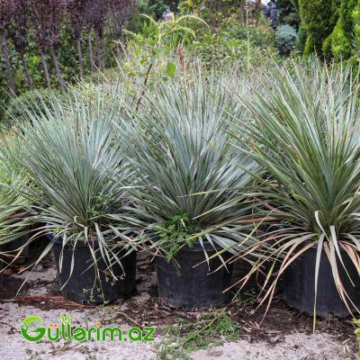 Yukka ağacı (Yucca)