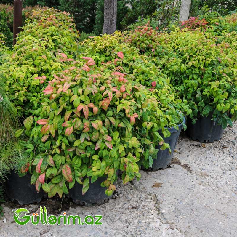 Nandina domestica ( Cənnət bambuku)