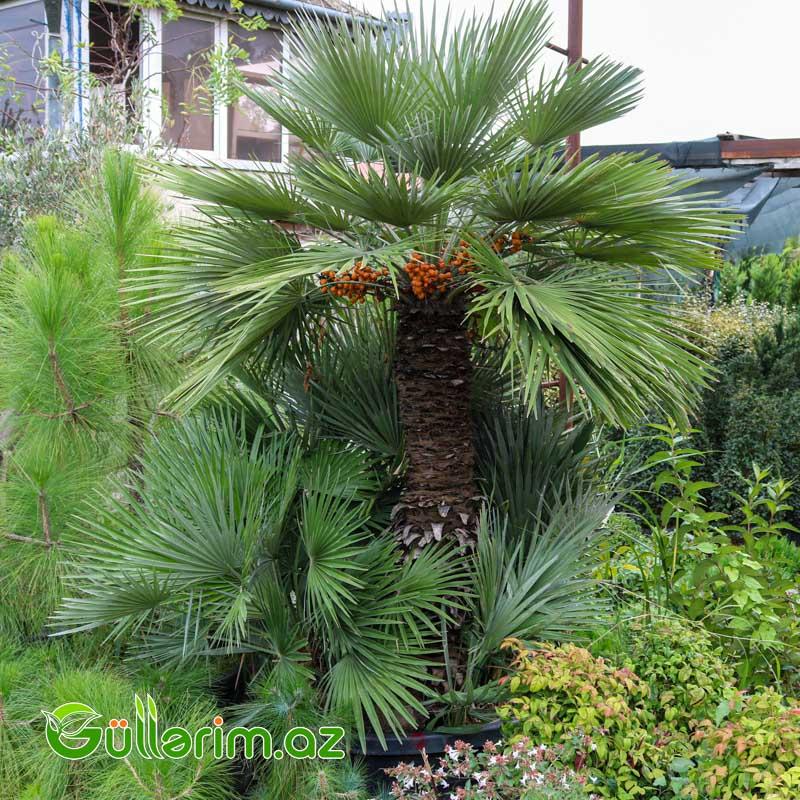Diki palma (Chamaerops humilis)