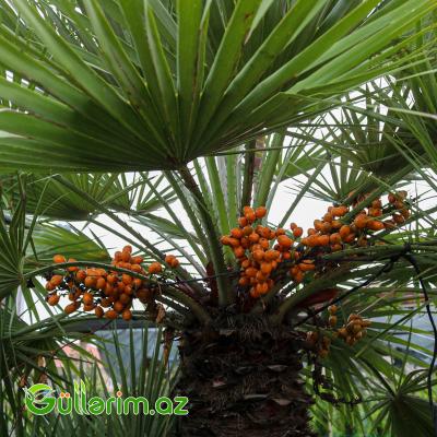 Diki palma (Chamaerops humilis)