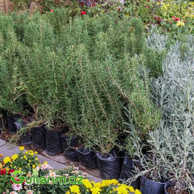 Rozmarin (Rosmarinus officinalis)