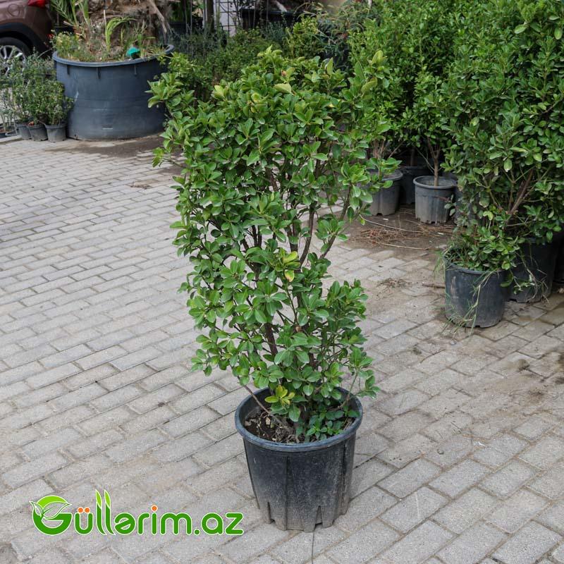 Pittosporum