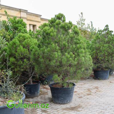 Şam ağacı (Pinus)