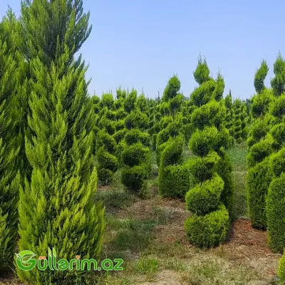 Leylandi Sərv Spiral Forma