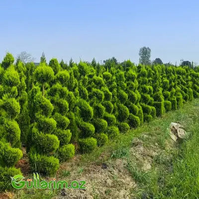 Leylandi Sərv Spiral Forma