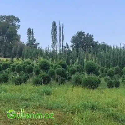 Top formalı sərv / Ştamd sərv