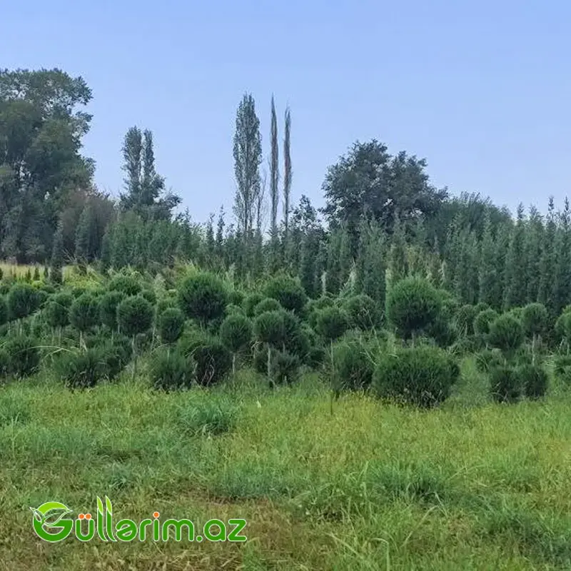 Top formalı sərv / Ştamd sərv