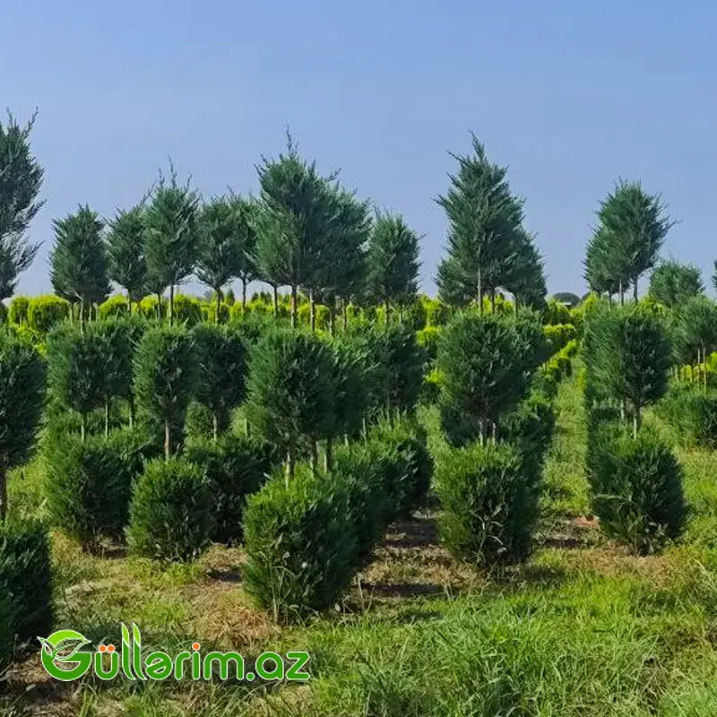 Top formalı sərv / Ştamd sərv