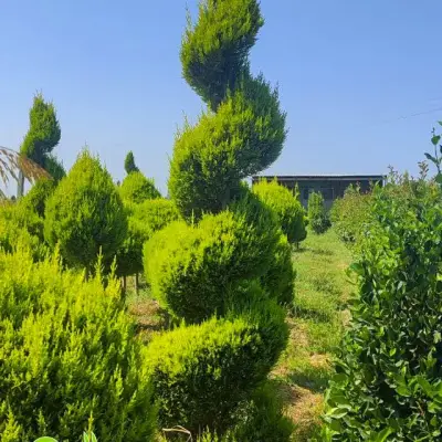 Leylandi Sərv Spiral Forma