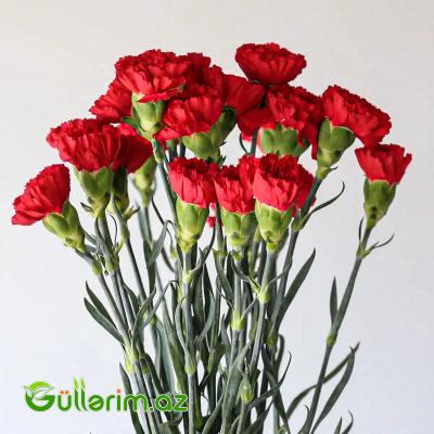 Qırmızı Qərənfil – 50 ədədlik dəstə