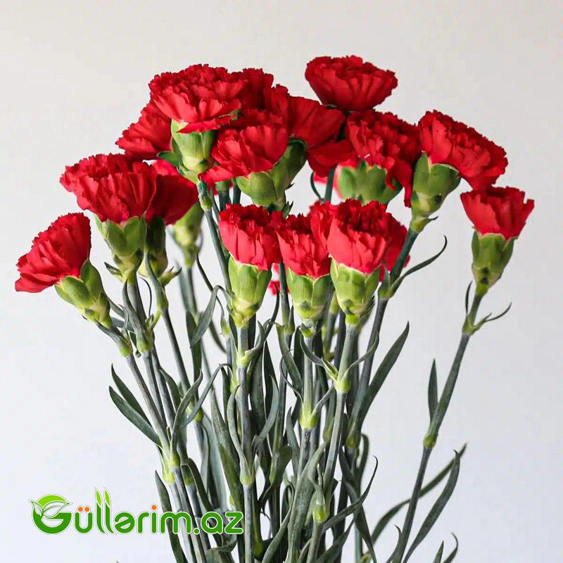 Qırmızı Qərənfil – 50 ədədlik dəstə