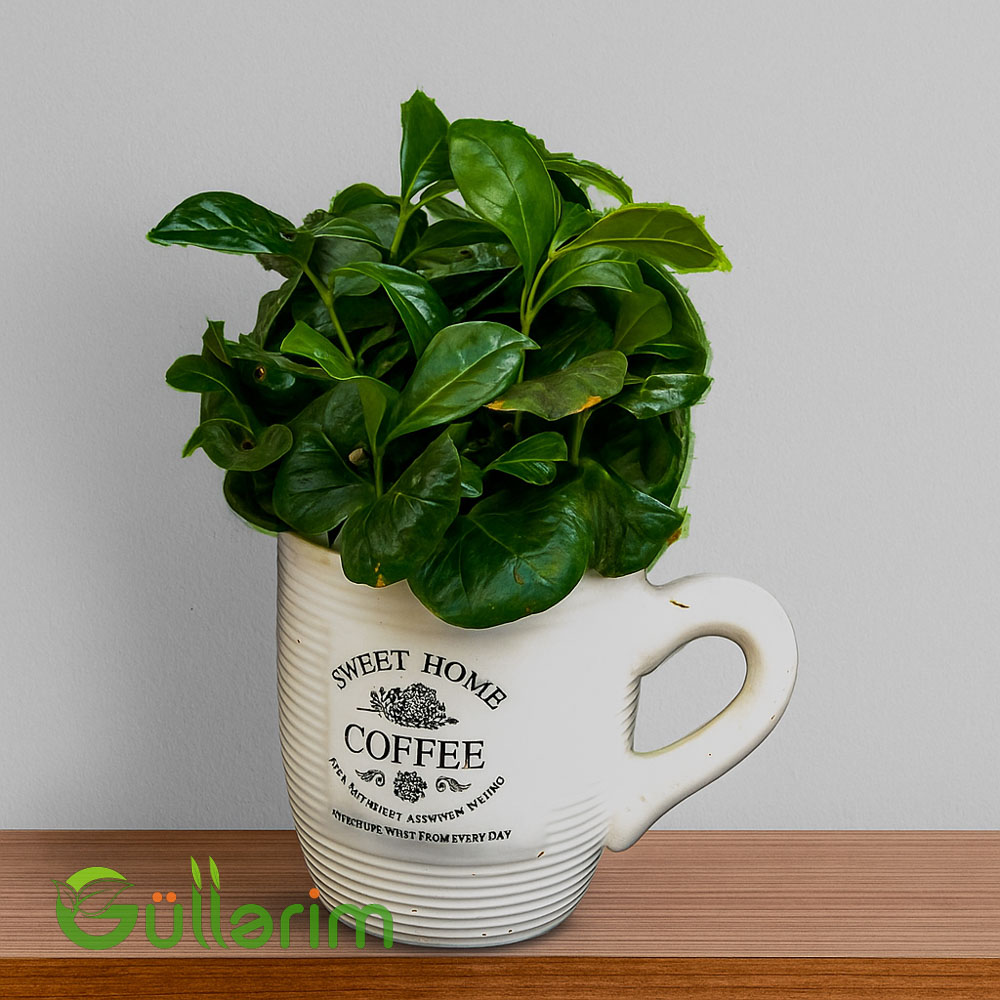 Coffea arabica (Qəhvə bitkisi)