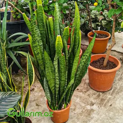 Sansevieria (Sansiveriya)