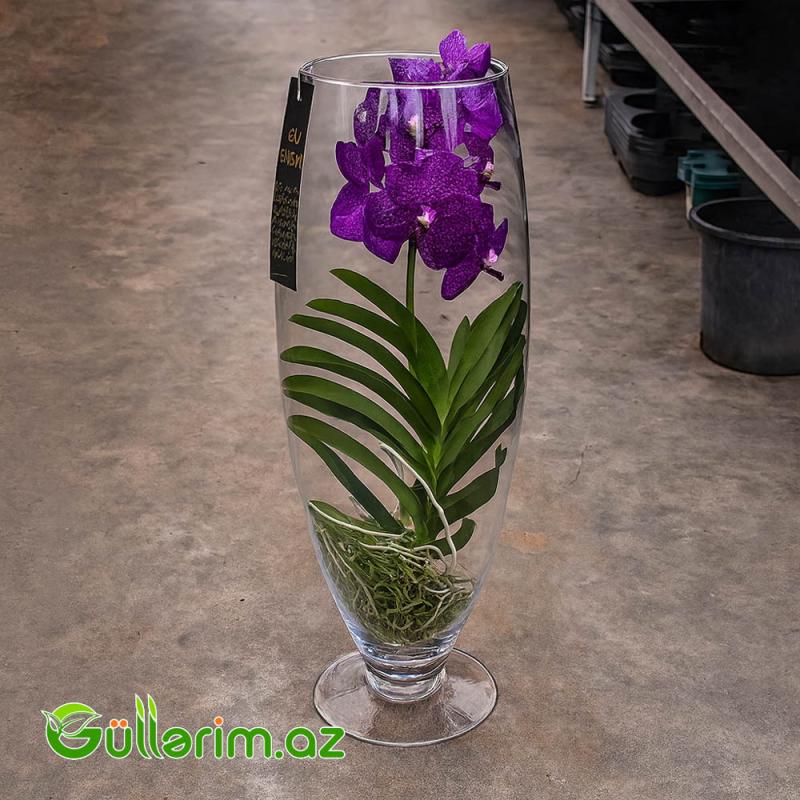 Vanda Orxideya (Vanda Orchid)