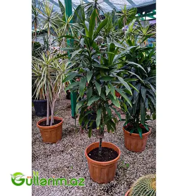 Dracaena fragrans (Drasena fraqnans)