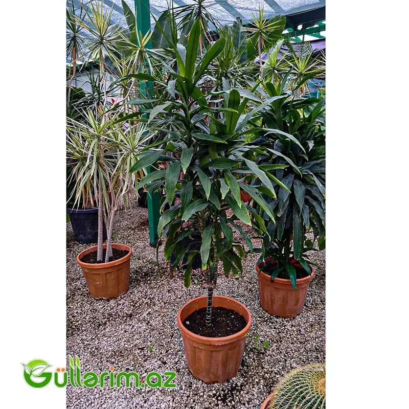 Dracaena fragrans (Drasena fraqnans)